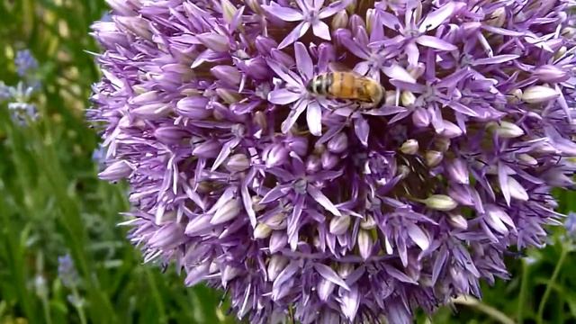 Panasonic FZ35 FZ38 macro Video HD смотреть онлайн