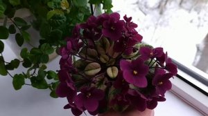 Jolly Jubilee #фіалка #фиалка