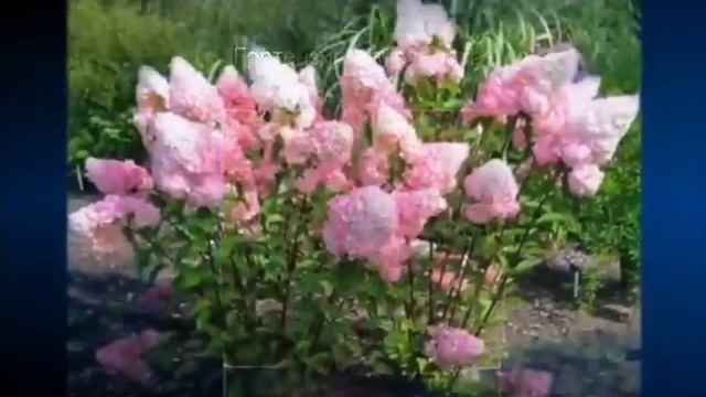 Самые красиво цветущие деревья(1)