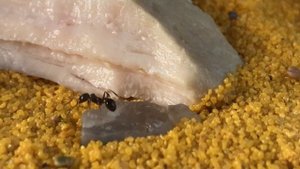 Чем кормить муравьев в муравьиной ферме