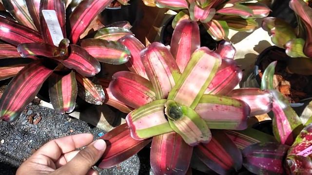 สับปะรดสี смотреть онлайн