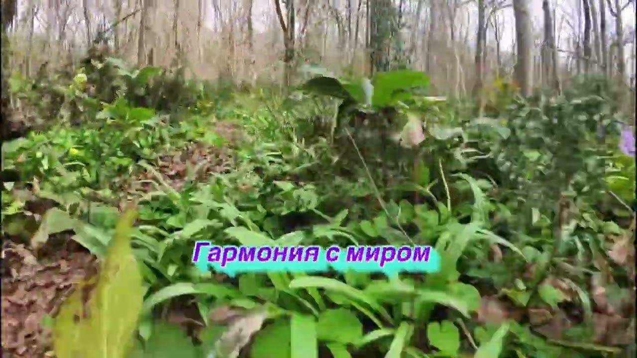 Трейлраннинг - это…