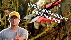 КАК ОБРЕЗАТЬ РОЗЫ? ОМОЛАЖИВАЮЩАЯ обрезка роз. Обрезайте так.