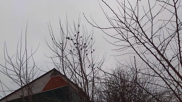 ФУТАЖ .ВОРОБЬИ НА ДЕРЕВЕ . Футажи делают работу автора более привлекательней и ярче !!! смотреть онлайн