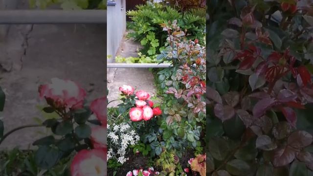 Роза Ностальгия или Ностальжи