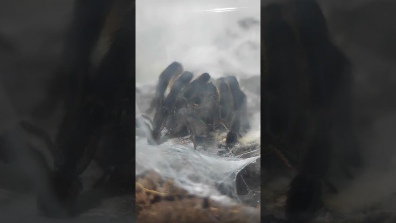 Колония пауков. Кормление молоди пауков самкой. #arachnoforbes #паукиптицееды
