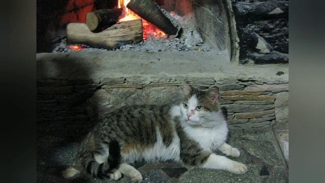 Удивительная история/кот 🐈 спасает детей от голодной смерти #историяизжизни