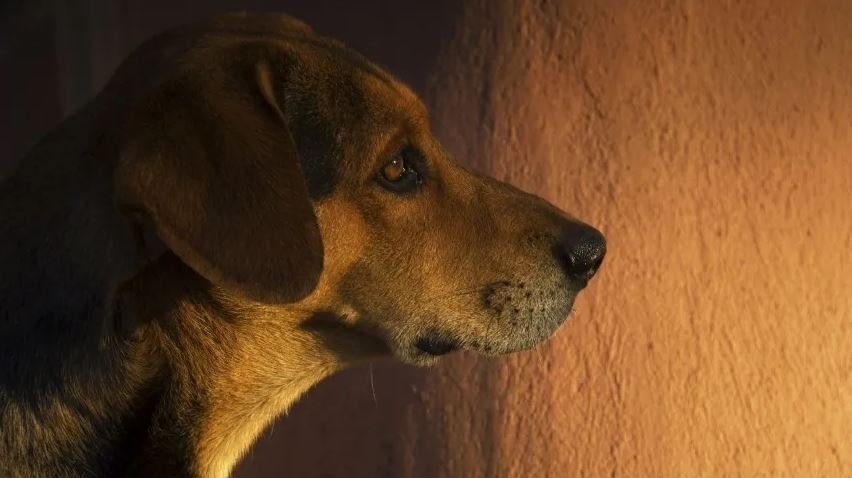 Удивительная история дружбы собаки и человека: в Кабардино-Балкарии велосипедиста спас бродячий пес