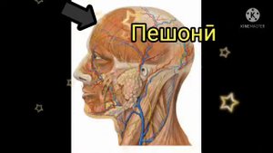 Таъбири хоб: Бинӣ дар хоб,Чашм дар хоб,Гуш,Сар,Гардан,Гӯлӯ,Мӯй,Абрӯ,Миҷа,Пешонӣ,Лаб,Забон,Дандон ва
