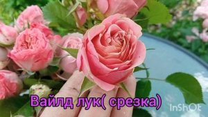 ?розы-спрэй??-цветение?, новинки из питомника " Древо жизни " , интересные и необычные ??????
