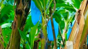 Как Выращивают Бананы в Эквадоре?