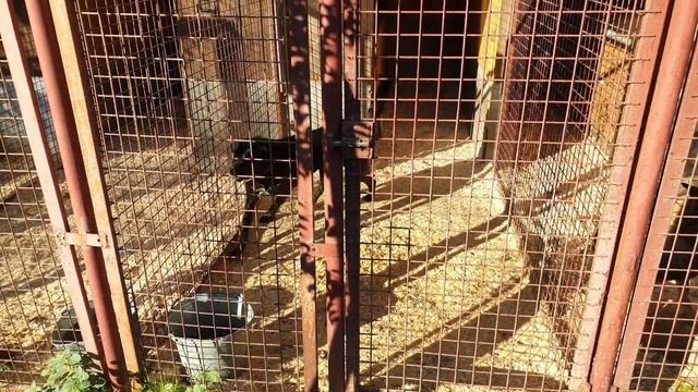 Влог из приюта для бездомных животных, прогулки и подарки для хвостиков смотреть онлайн