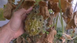Кивано созревает / Cucumis metulifer