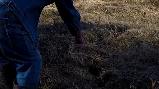 Путешествие в дикую природу Полистовского болота смотреть онлайн