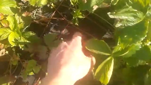 Клубника под агроволокном мой опыт 2016.06.09 смотреть онлайн