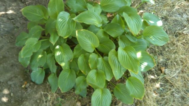 ХОСТЫ НА ДАЧЕ. Август 2021 смотреть онлайн