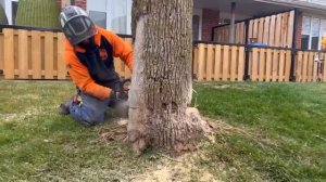 Stihl MSA 220T vs Dead Ash Tree