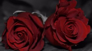 Тёмно-алые розы.