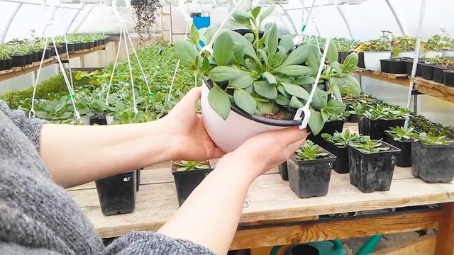 Формирование ампельной петунии