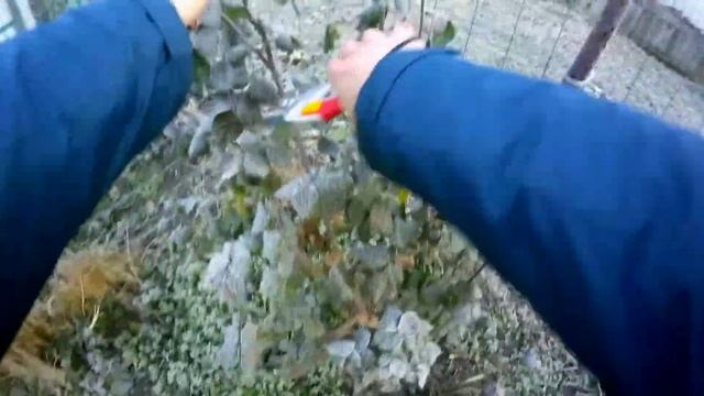 Принципы осенней обрезки парковых роз. Личный опыт и личное мнение. смотреть онлайн