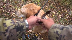 охота с молодой р.г. Сударка в Архангельской области. 2.10.23 г.