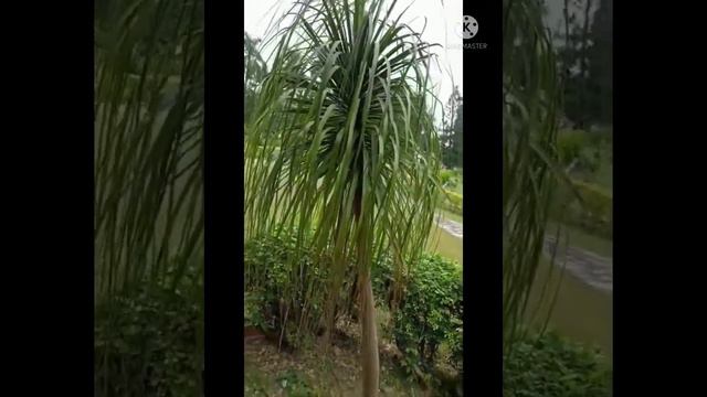 Ponytail palm 🌴 tree## 🐘  Elephant palm 🌴 tree