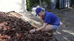 Сбор семян из шишек