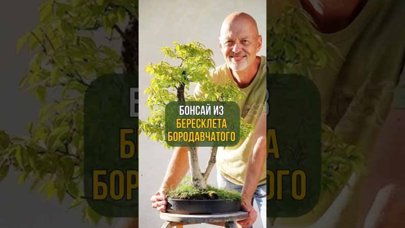 БОНСАЙ ИЗ БЕРЕСКЛЕТА БОРОДАВЧАТОГО