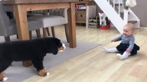 FIRST MEETING BABY vs BERNESE MOUNTAIN DOG PUPPY