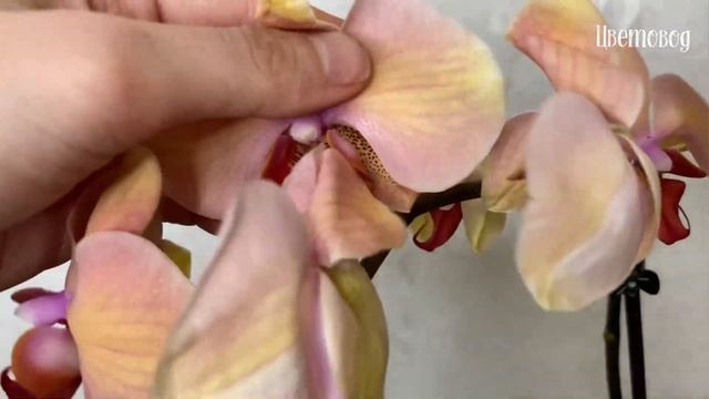 Посылка с калатеями и орхидеей фаленопсис. Обработка новоприобретённых растений. смотреть онлайн