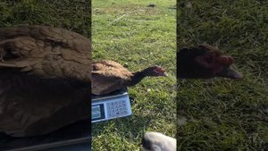 Сколько весят Индоутки тяжелой линии в 1 год, 5 мес, 4,5 мес??