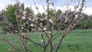 Сад огород своими руками всё цветёт всё пахнет
