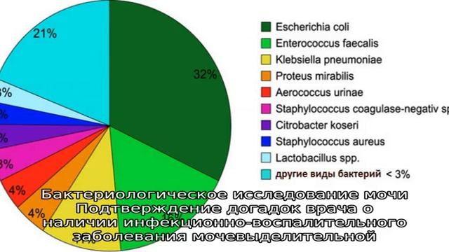 Бактерии в анализе мочи смотреть онлайн
