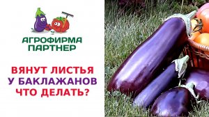 ВЯНУТ ЛИСТЬЯ У БАКЛАЖАНОВ. ЧТО ДЕЛАТЬ?