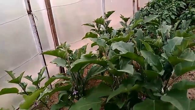 Баклажан, сорт Эпик F1. Урожай дачника. 22.07.17 смотреть онлайн