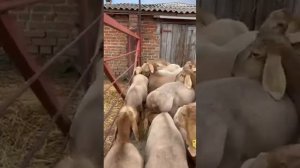 Бараны на продажу с хозяйства Игоря Стадник | Все вопросы по этому номеру телефона 8 952 565-01-71
