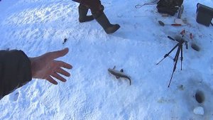 Ловля Чира,  сига, нельмы в Подмосковье,как и на что ловить чира