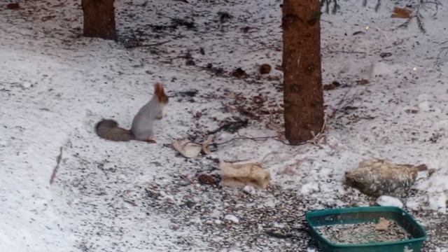 белкам терпимо, а птицы замерзают. смотреть онлайн