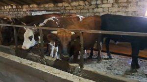 Прыткий Бык дикий на привязи