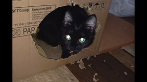 Кот расширяет вход в новое жилище.