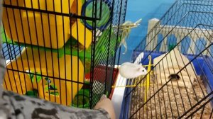 Беременность у хомячков? Переезд в клетку. Можно ли хомякам жить в туннелях?