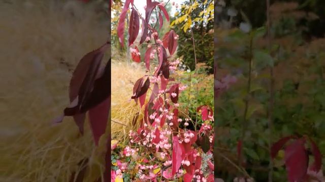 БЕРЕСКЛЕТ, КУСТАРНИК, ОСЕНЬ 2020 #бересклет #купитьбересклет #кустарник смотреть онлайн