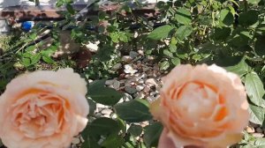 Осенний сад.Обзор некоторых сортов роз.