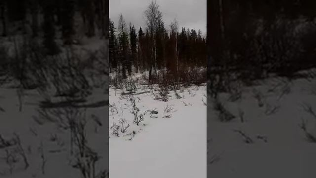 Последняя "битва" снегоходов? в этом сезоне. смотреть онлайн