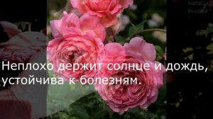 Лучшие розы Д. Остина в моем саду.