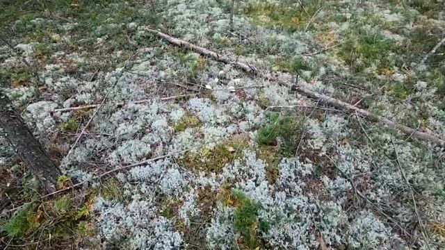 Карелия.9-10.09.22 Шоколадные пупсики наступают ! 2 часть смотреть онлайн