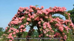 Штамбовая роза