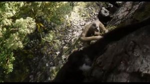 ОБЕЗЬЯНЫ ОТОРВАЛИ РУКУ МАУГЛИ.КНИГА ДЖУНГЛЕЙ