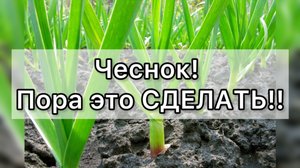 Сделайте на ЧЕСНОКЕ в марте. Урожай повысится и не будет жёлтых листьев.