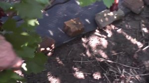 Сорт винограду "Ризауш" - сезон 2022 # Grape variety "Rizaush" - season 2022